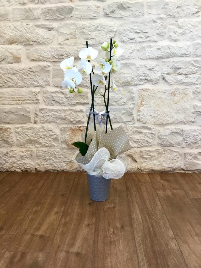 B&B Sant'Agostino Giovinazzo Exterior photo